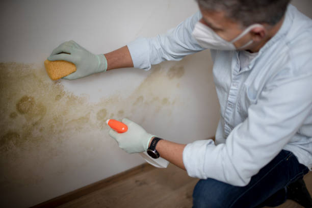 Trusted Manteo, NC Mold Removal Experts
