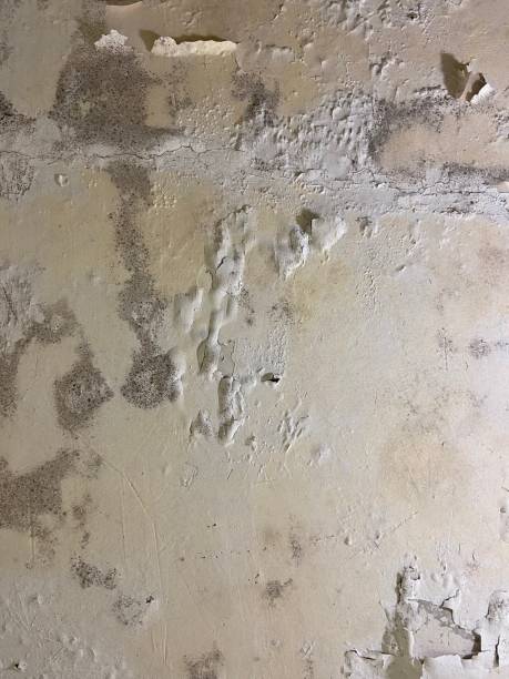 Mold Testing and Removal in Manteo, NC